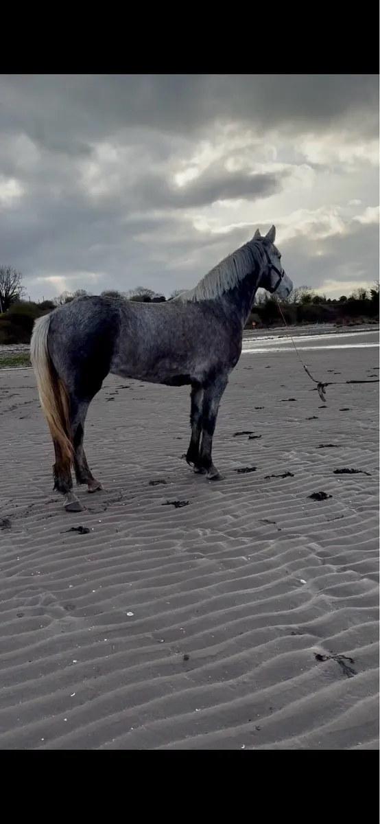 4 year old registered Connemara mare - Image 3
