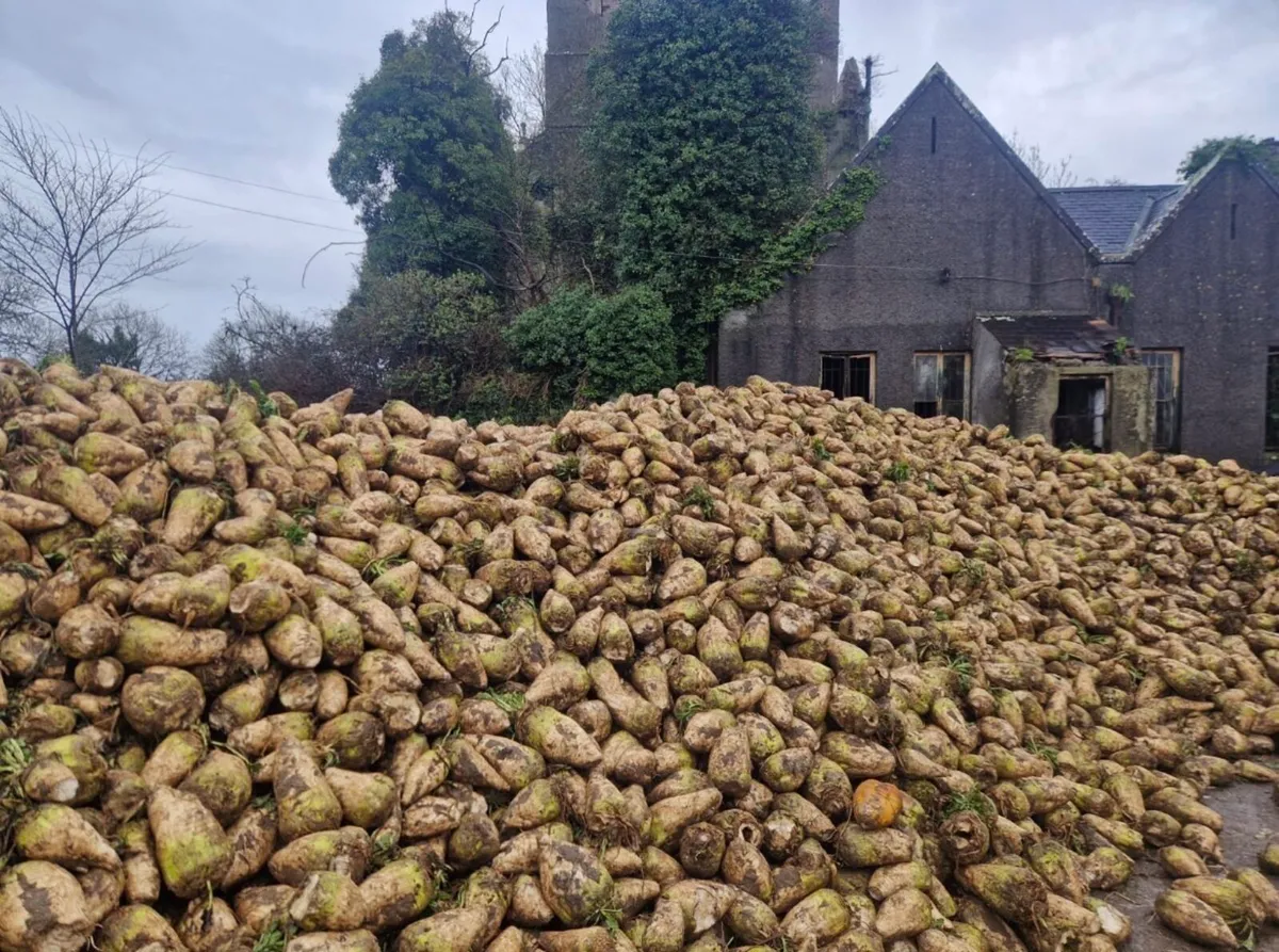 Fodder Beet - Image 4