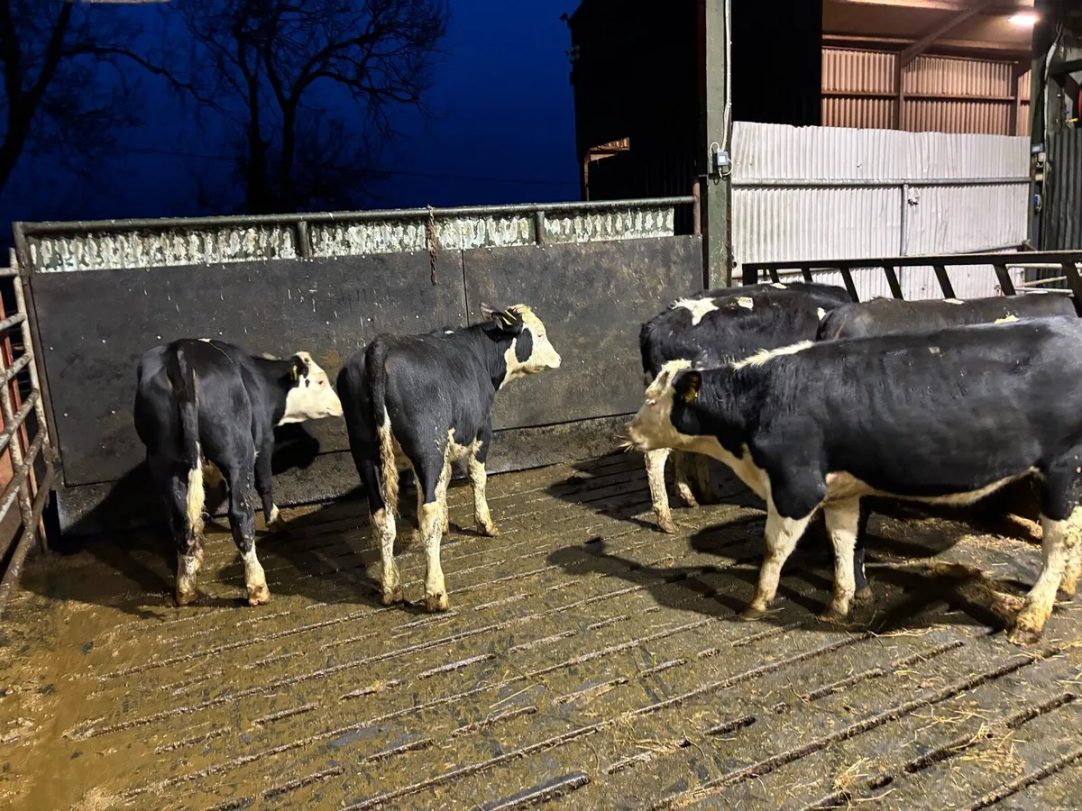 6 super Hereford yearling heifers - Image 1