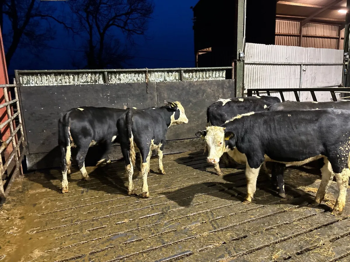 6 super Hereford yearling heifers - Image 3