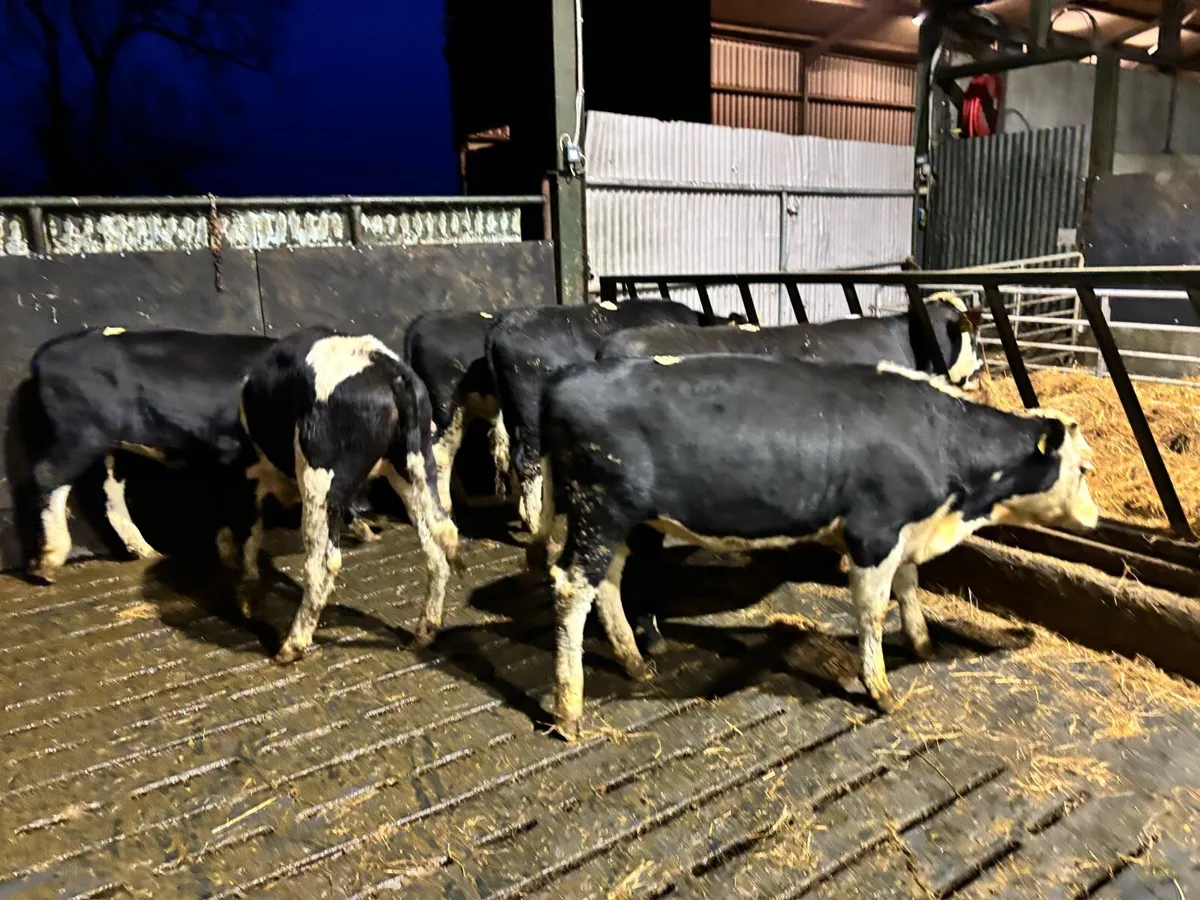 6 super Hereford yearling heifers - Image 4
