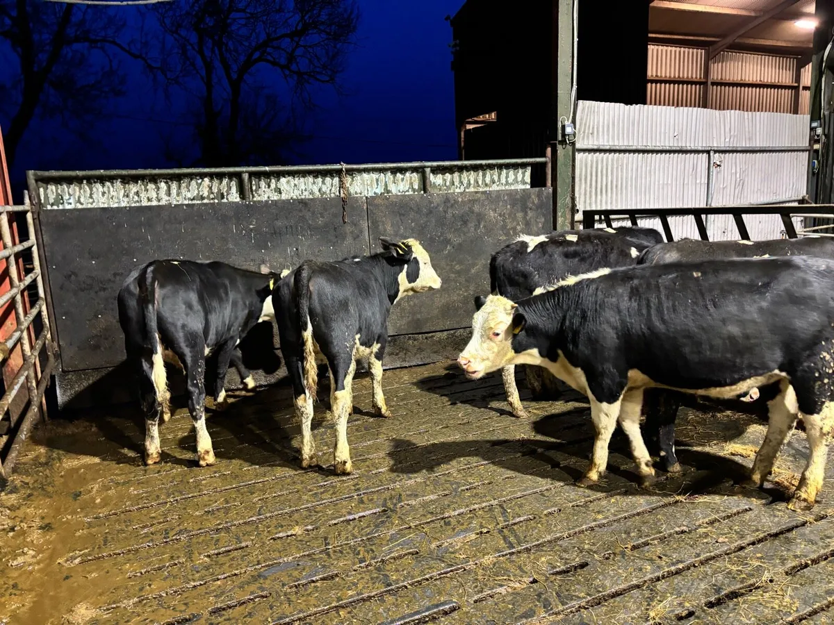 6 super Hereford yearling heifers - Image 2