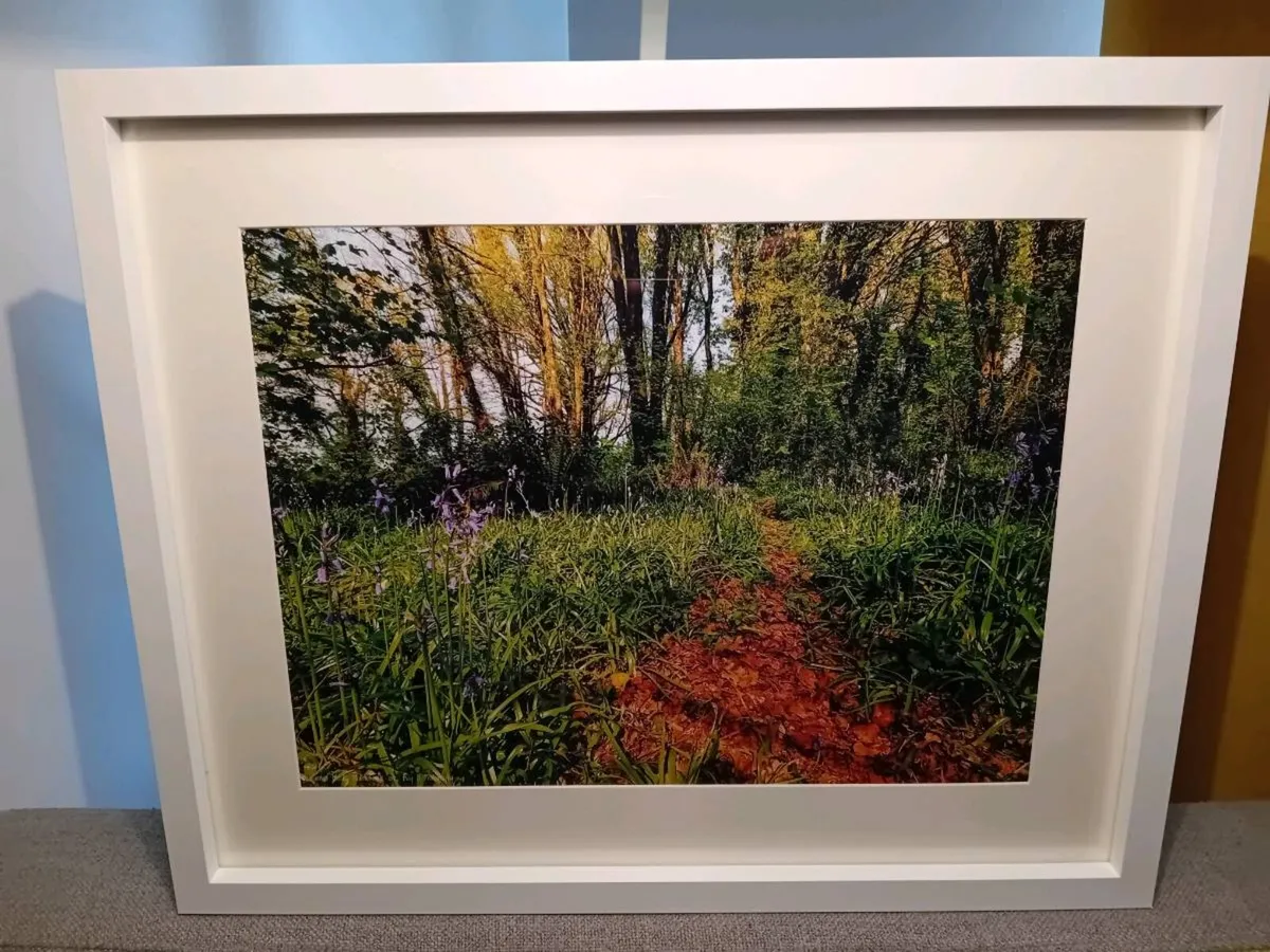 Ballyannon Woods, Midleton - Image 1