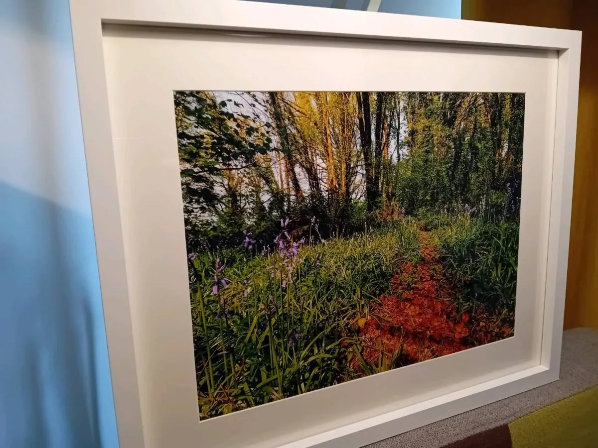 Ballyannon Woods, Midleton - Image 3