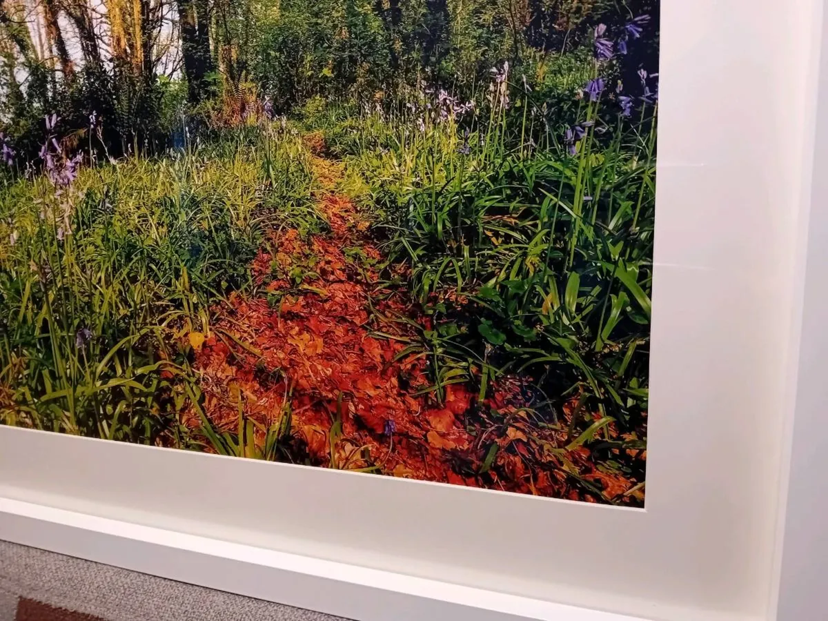 Ballyannon Woods, Midleton - Image 2