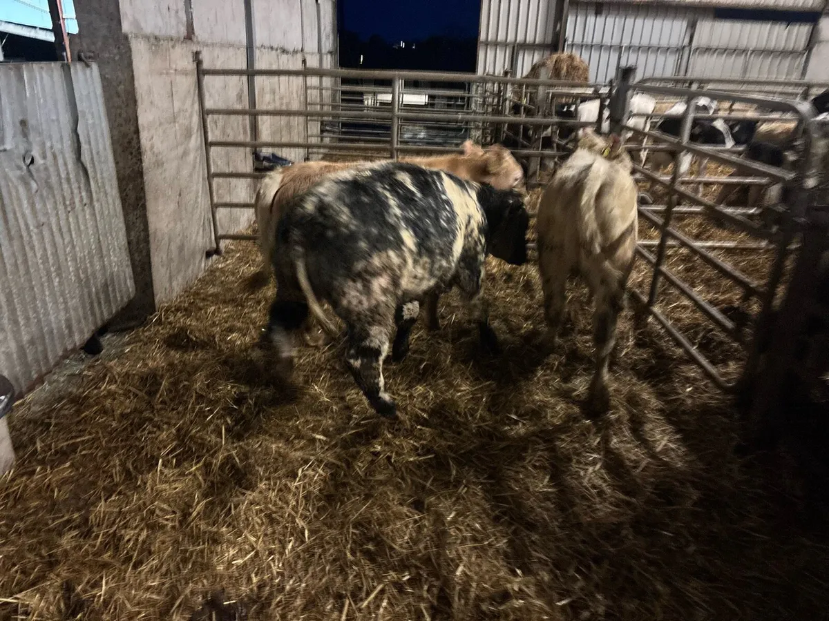 3 u grade suckler bred heifers - Image 2