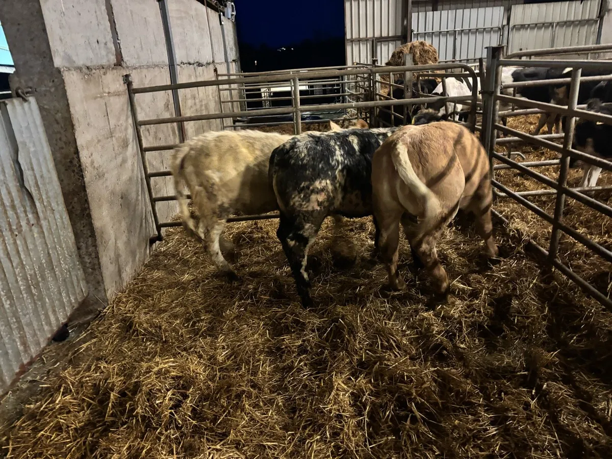 3 u grade suckler bred heifers - Image 3