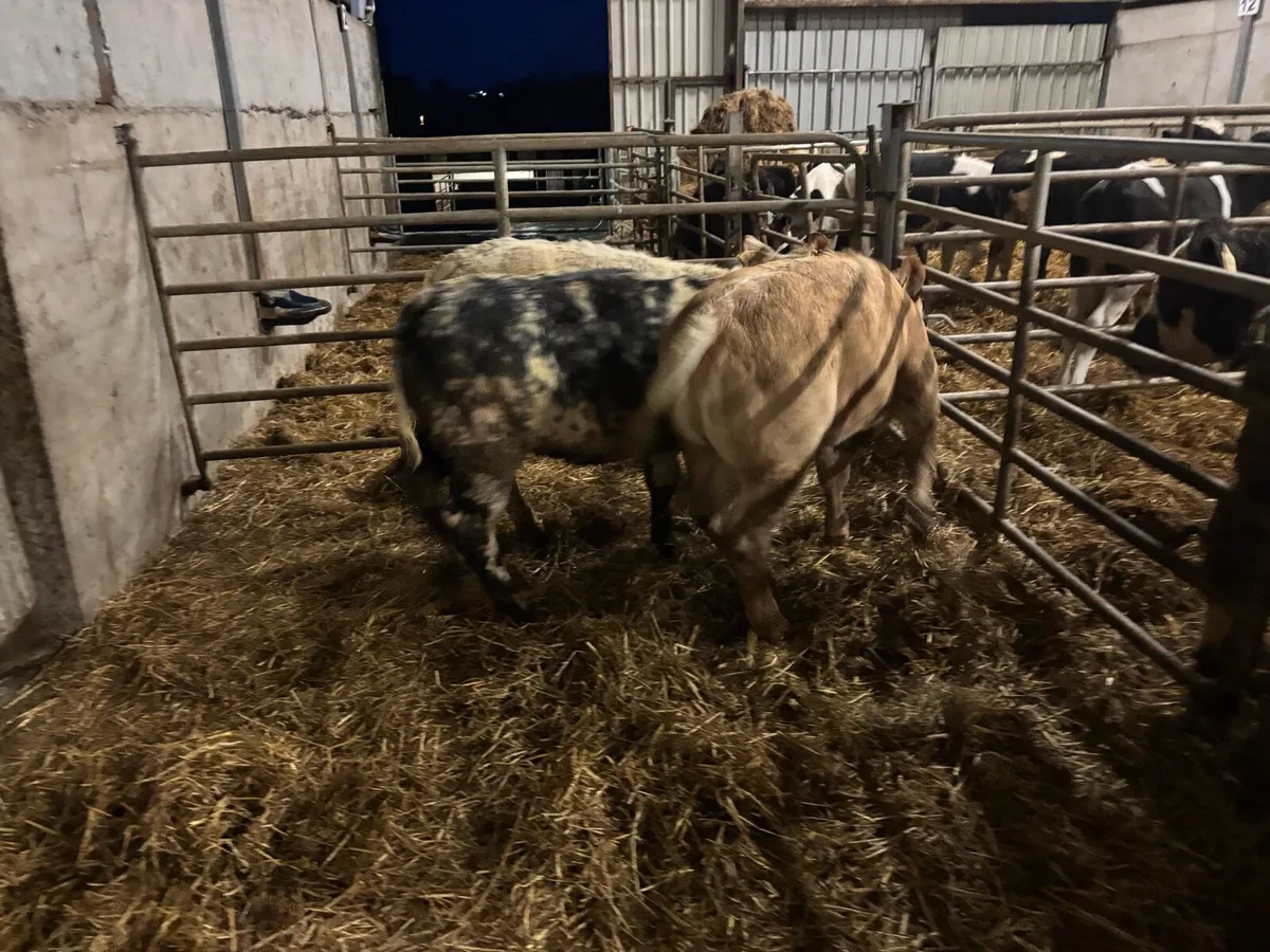 3 u grade suckler bred heifers - Image 4