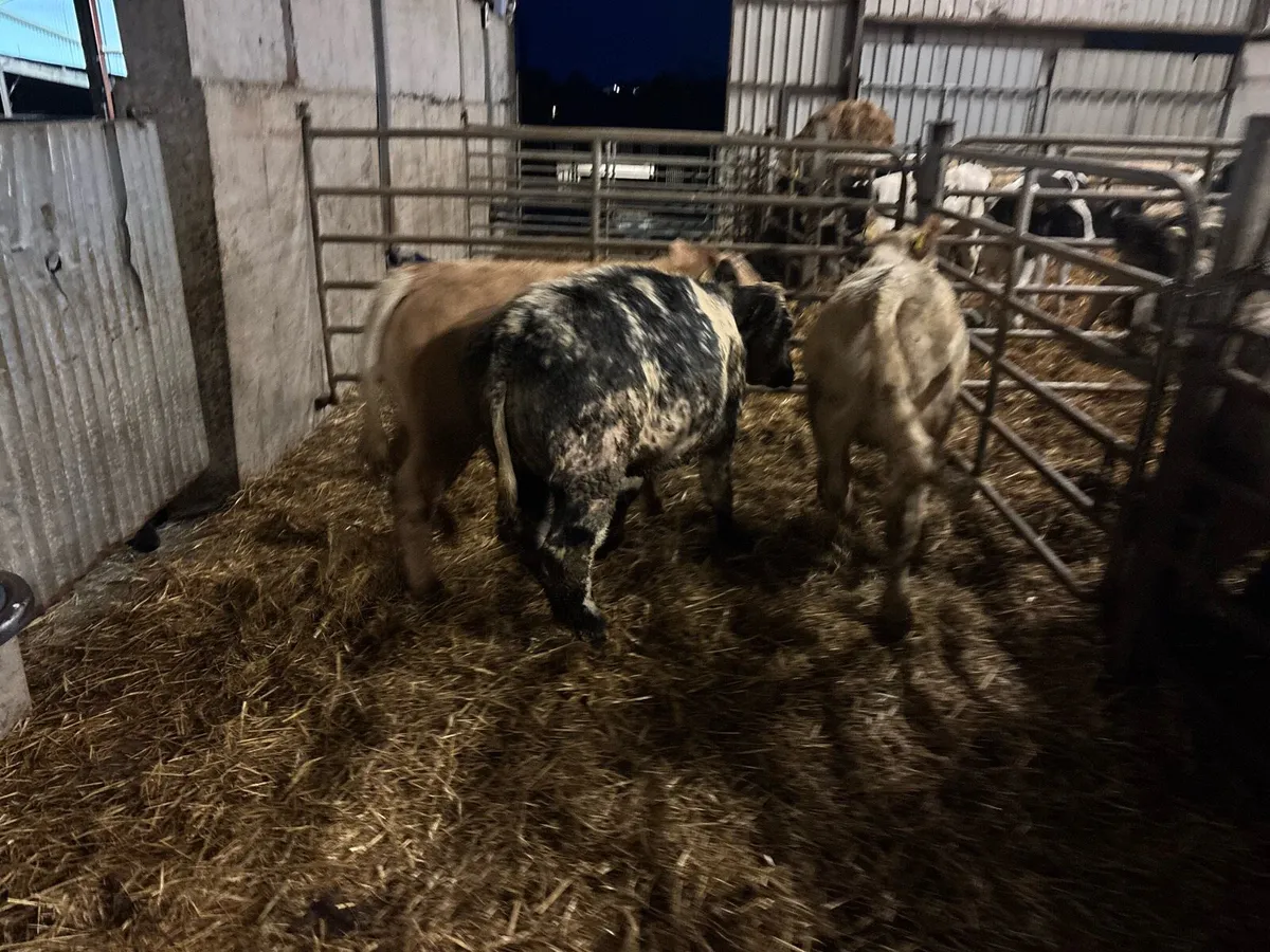 3 u grade suckler bred heifers - Image 1