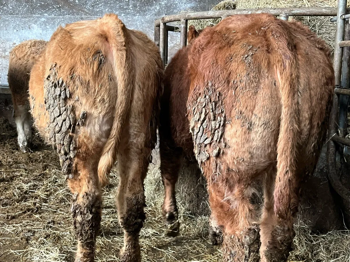 Heifer Weanlings - Image 2
