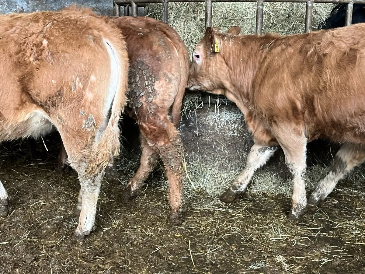 Heifer Weanlings - Image 3