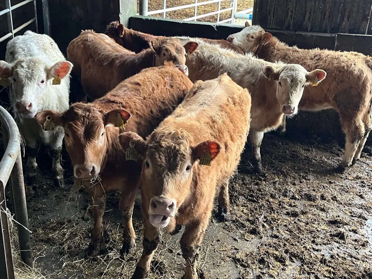 Heifer Weanlings - Image 1