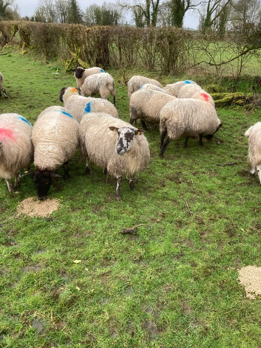 Ewes scanned with Triplets - Image 1