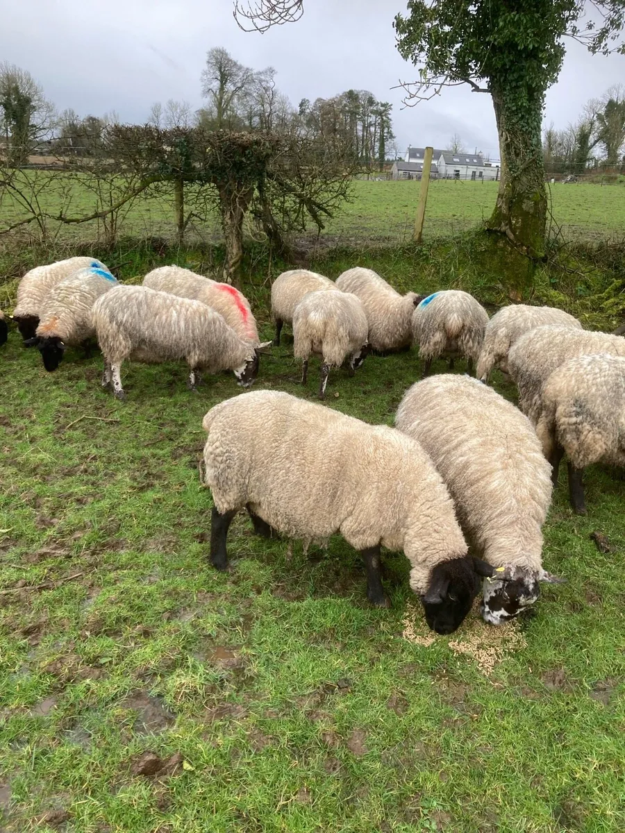 Ewes scanned with Triplets - Image 2