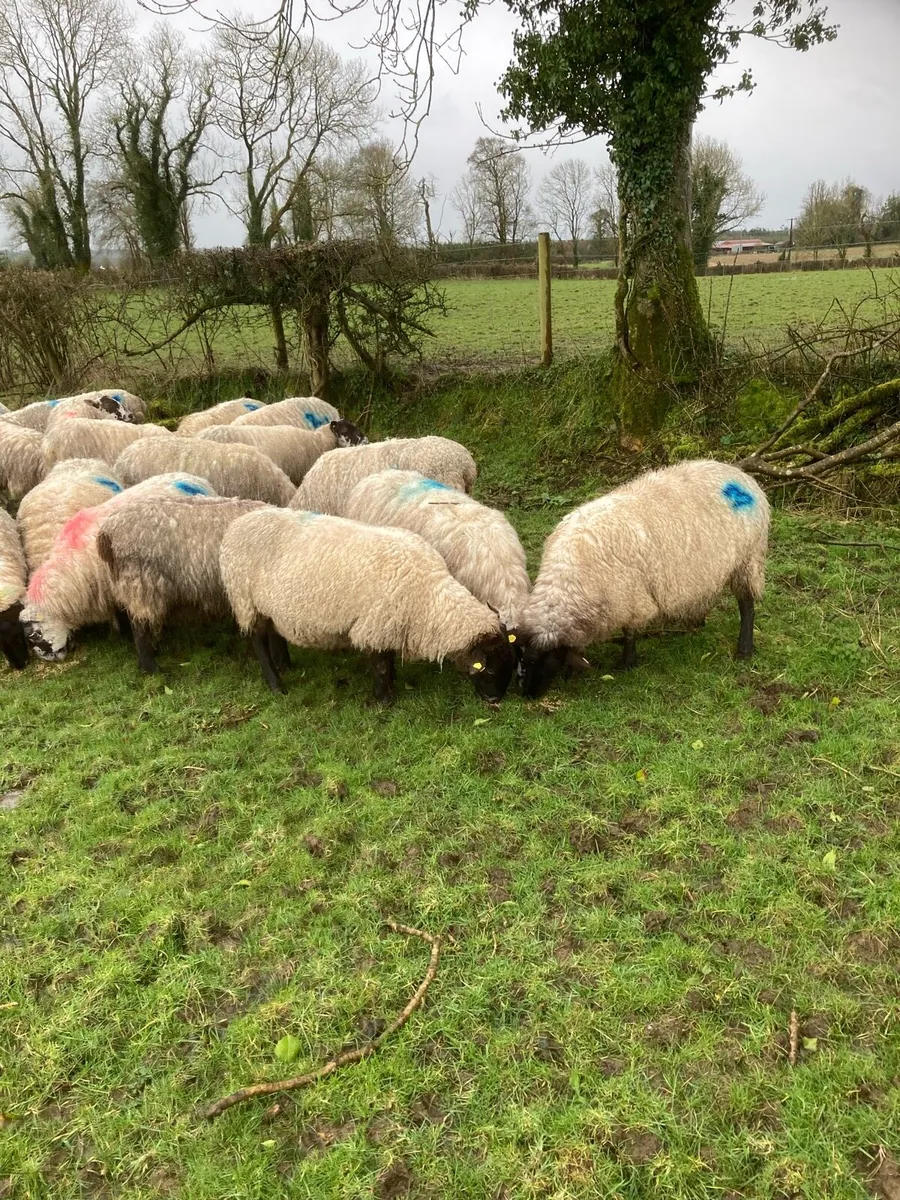 Ewes scanned with Triplets - Image 3