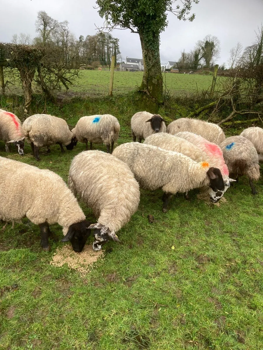 Ewes scanned with Triplets - Image 4