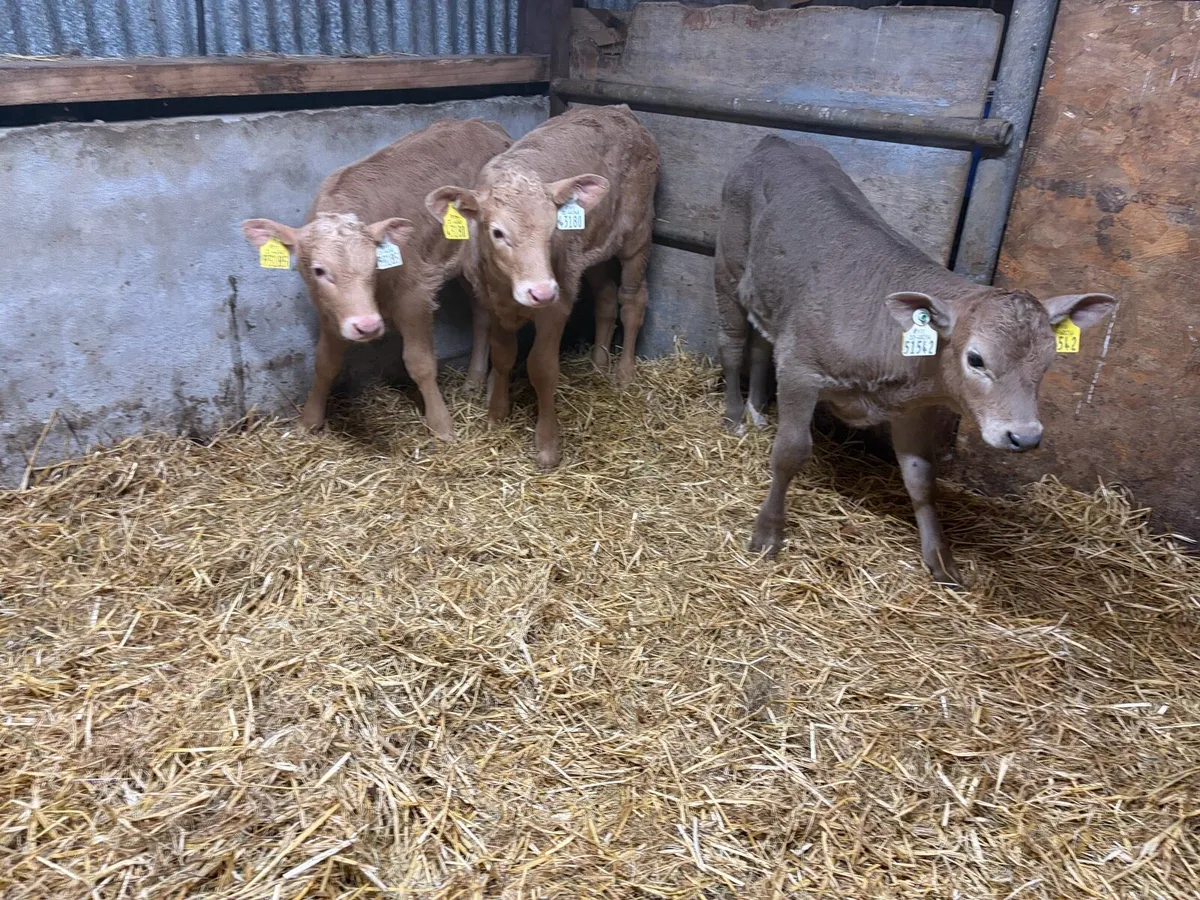 3 Super Golden Charolais Heifer Calf’s for sale - Image 2