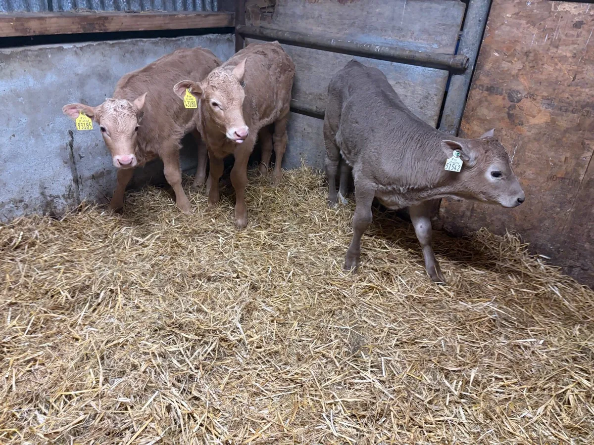 3 Super Golden Charolais Heifer Calf’s for sale - Image 3