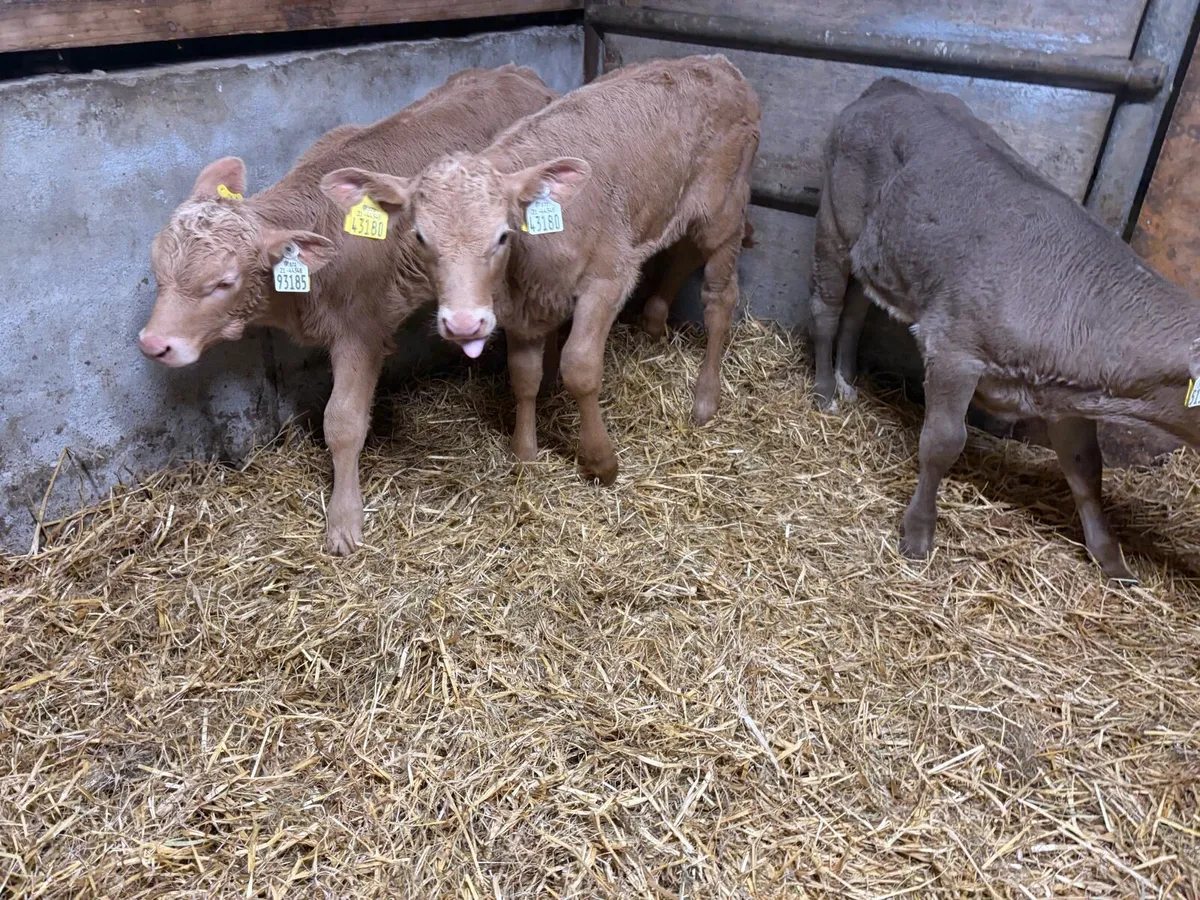 3 Super Golden Charolais Heifer Calf’s for sale - Image 4