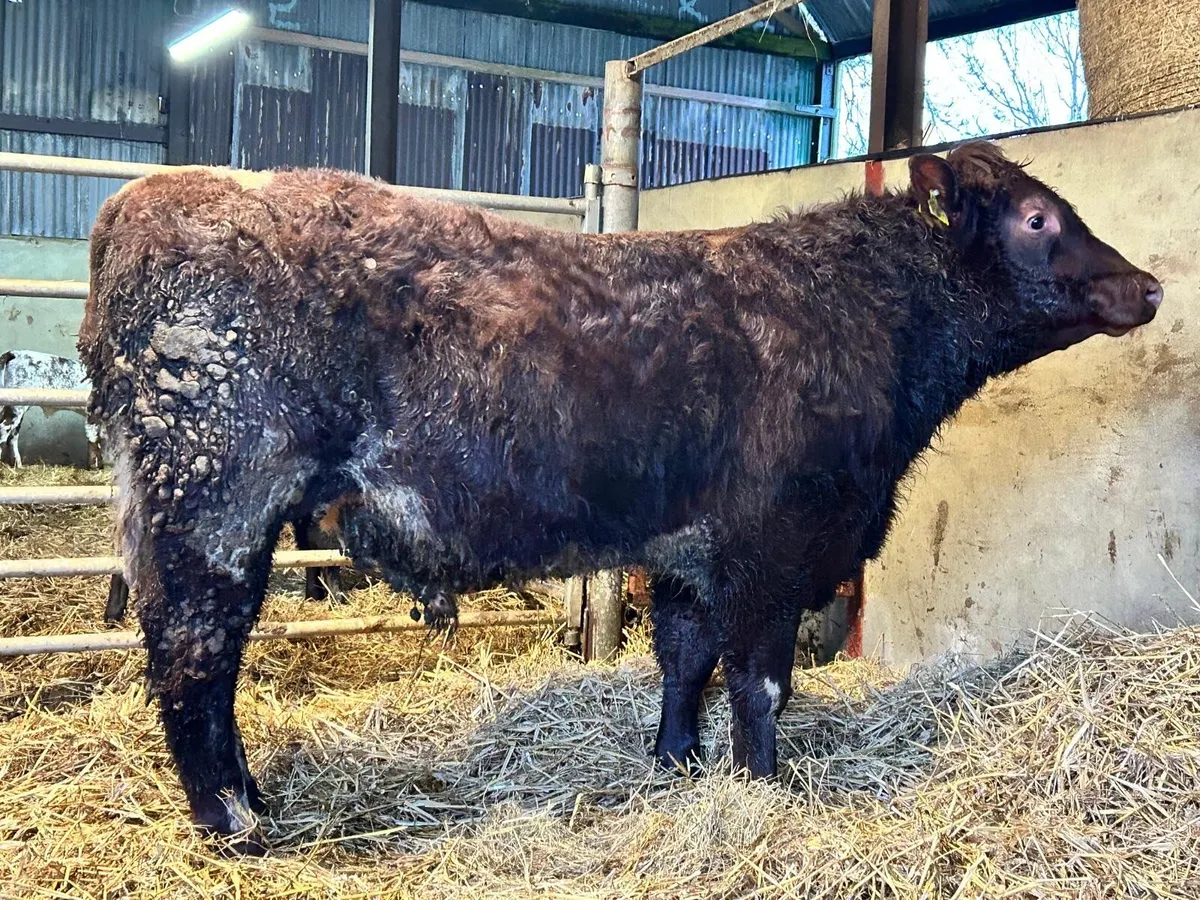 Shorthorn pedigree bulls - Image 3