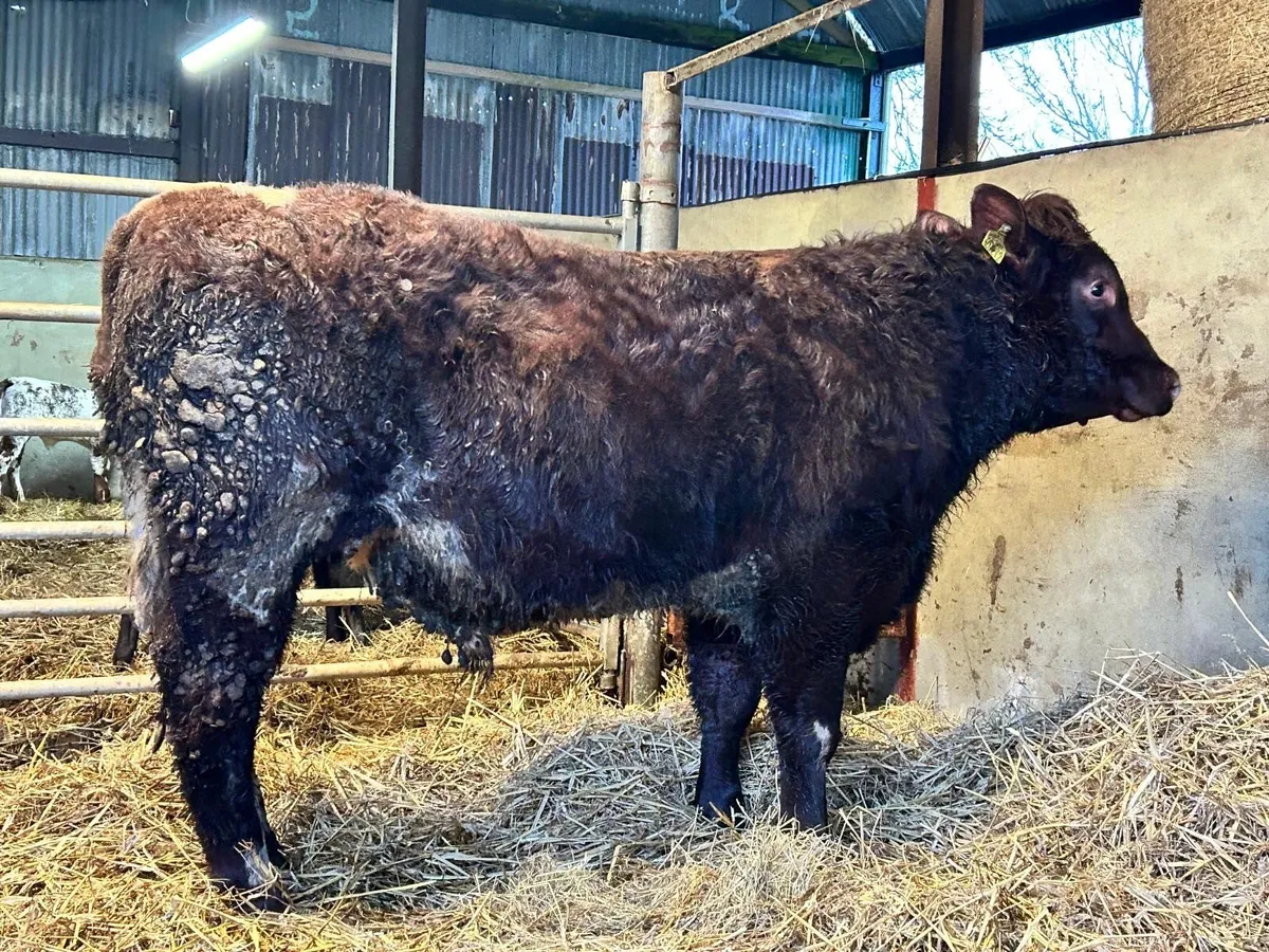 Shorthorn pedigree bulls - Image 4