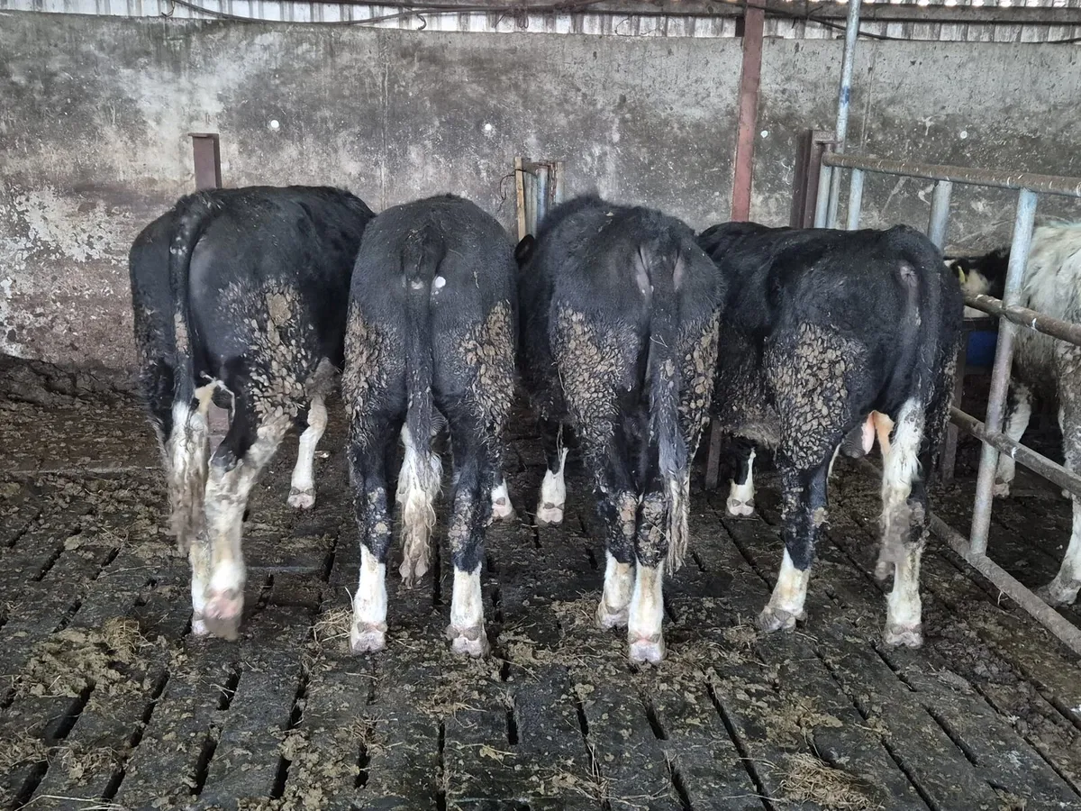 Beef Cattle - Image 1