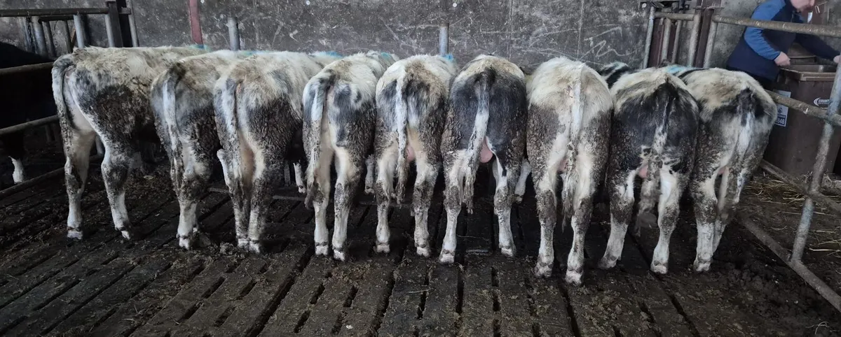 Beef Cattle - Image 2