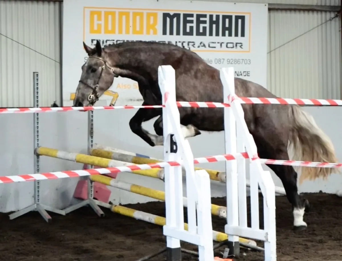 ⭐️Irish Draught Class 1 Filly) - Image 2