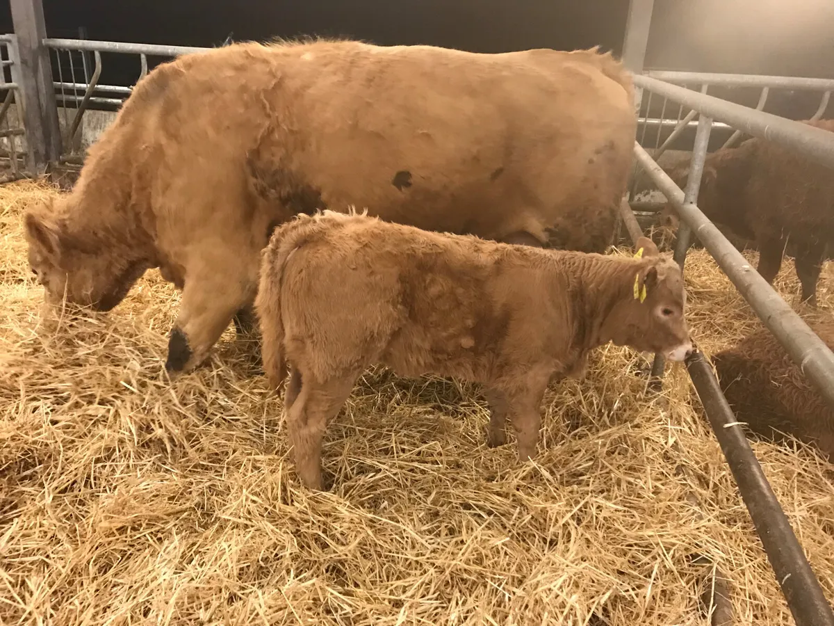 COW AND CALF - Image 4