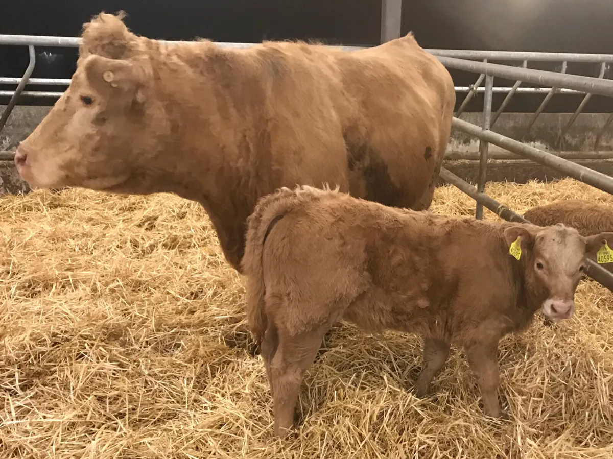 COW AND CALF - Image 1