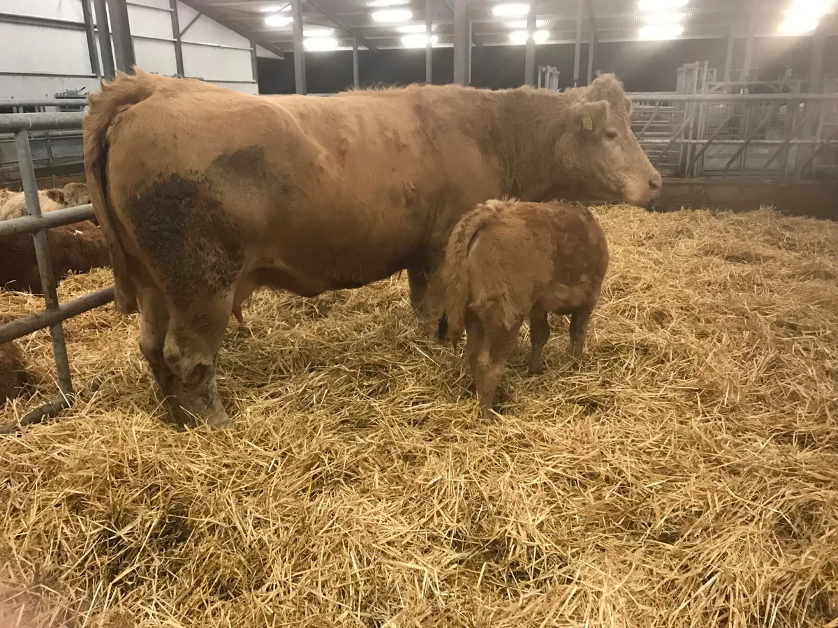 COW AND CALF - Image 2