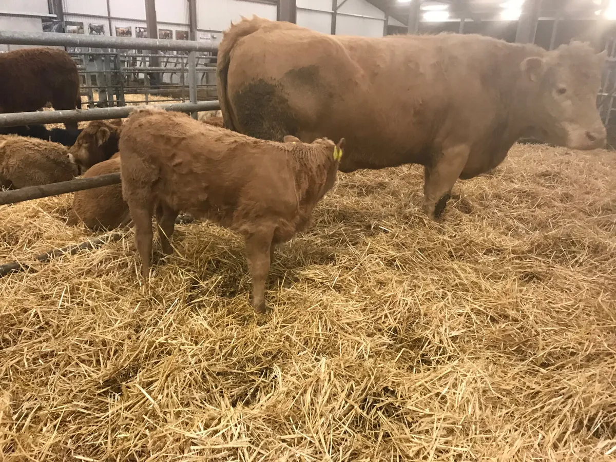 COW AND CALF - Image 3