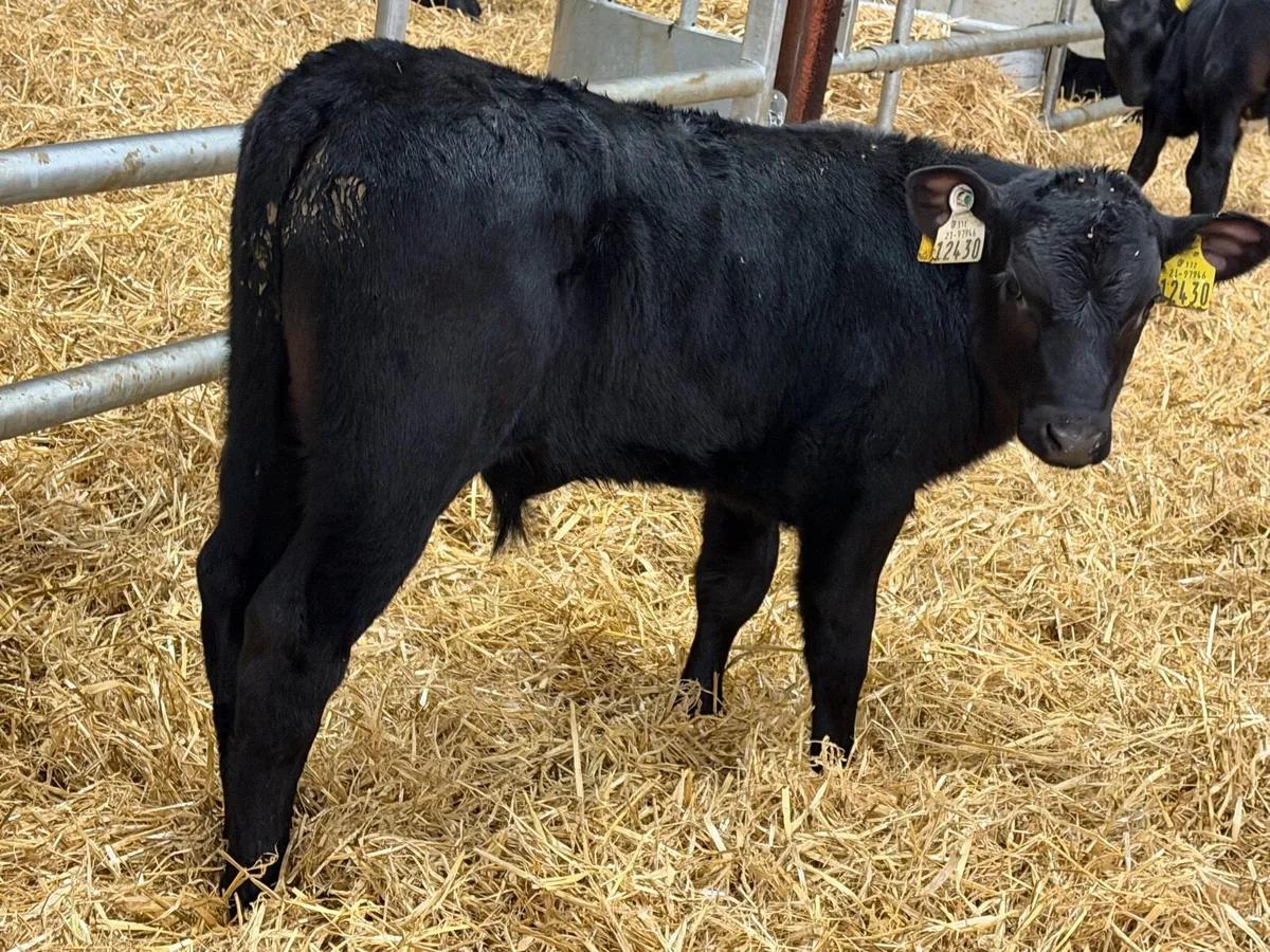 18 Super Aberdeen Angus Bulls - Image 1