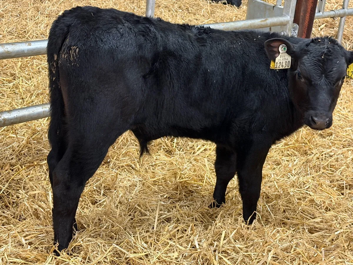 18 Super Aberdeen Angus Bulls - Image 2
