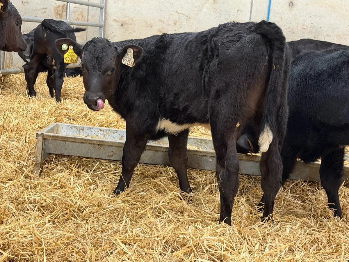 18 Super Aberdeen Angus Bulls - Image 3