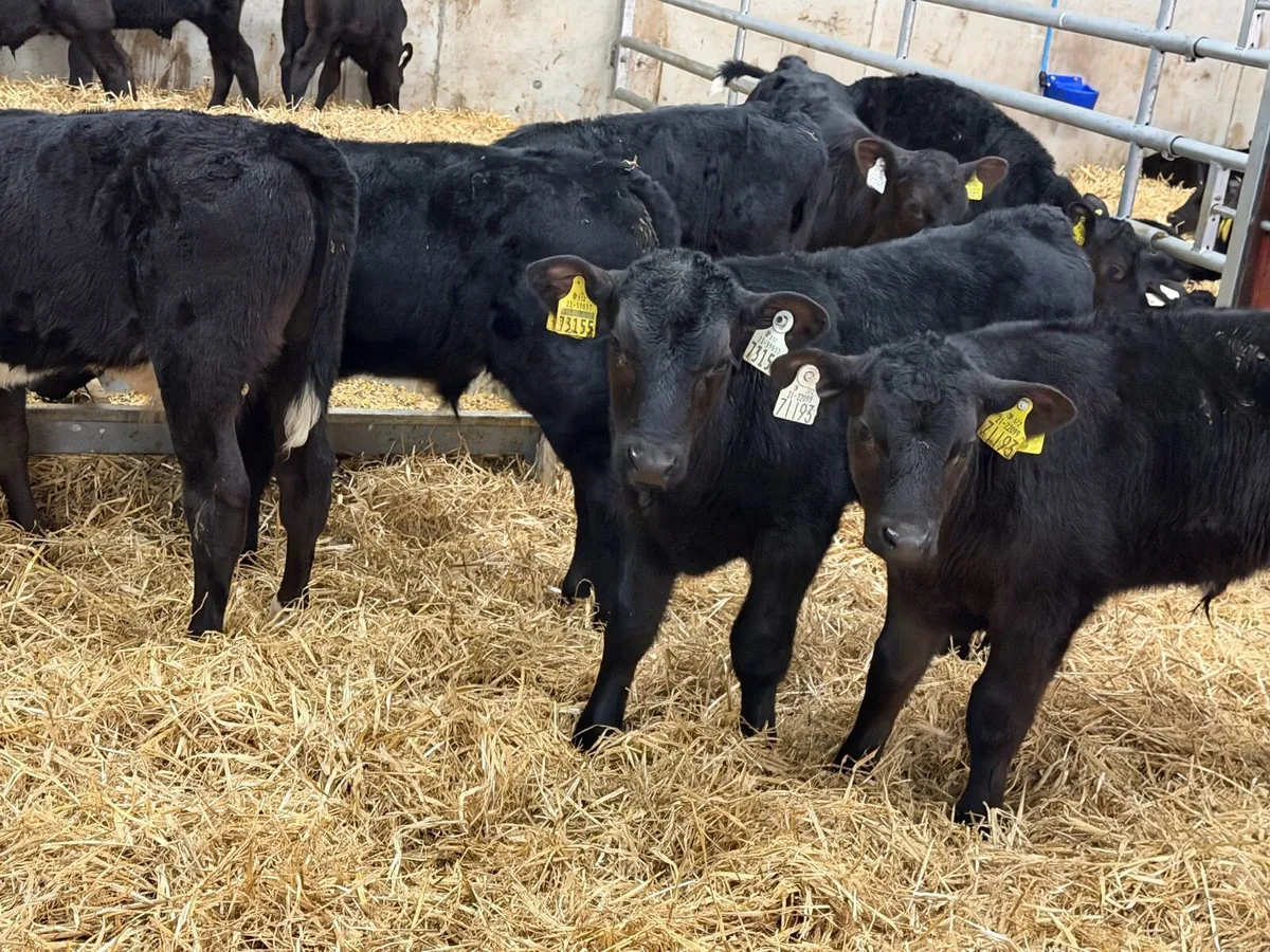 18 Super Aberdeen Angus Bulls - Image 4