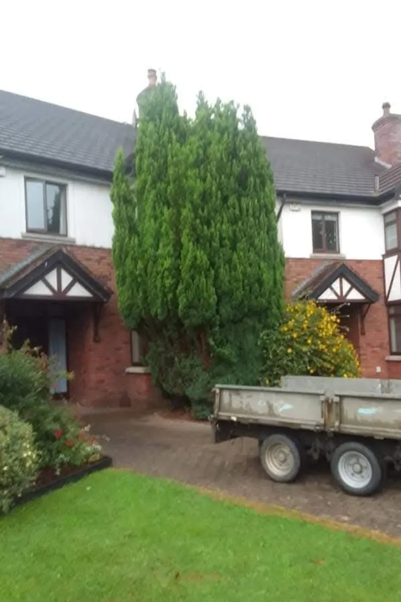 All class steam cleaning and garden - Image 4