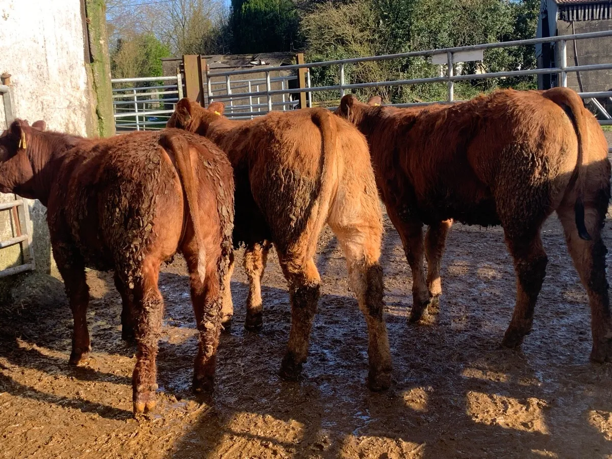 4 super bulling heifers with stars - Image 3