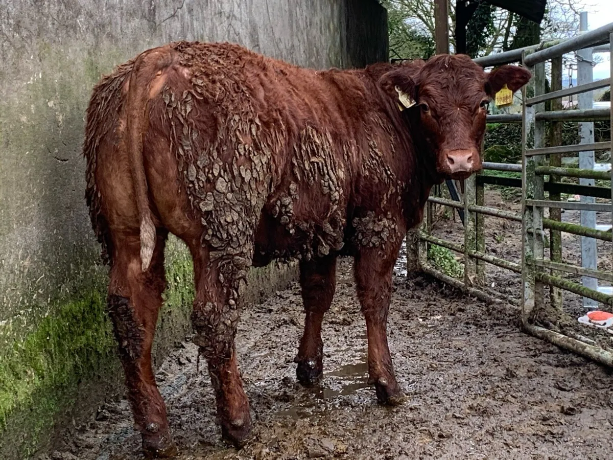 3 super bulling heifers with stars - Image 4