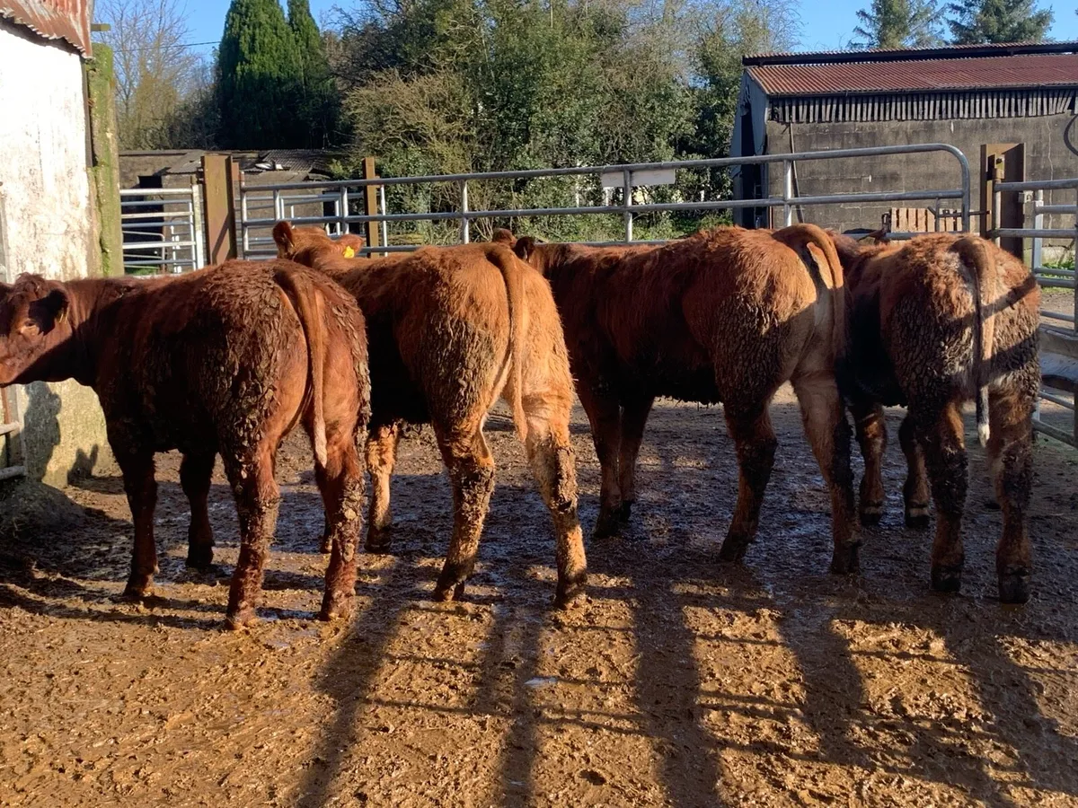 4 super bulling heifers with stars - Image 4