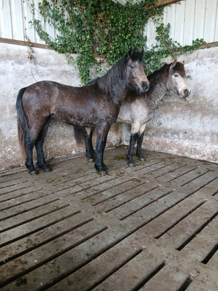 2 YEAR COLTS - Image 2