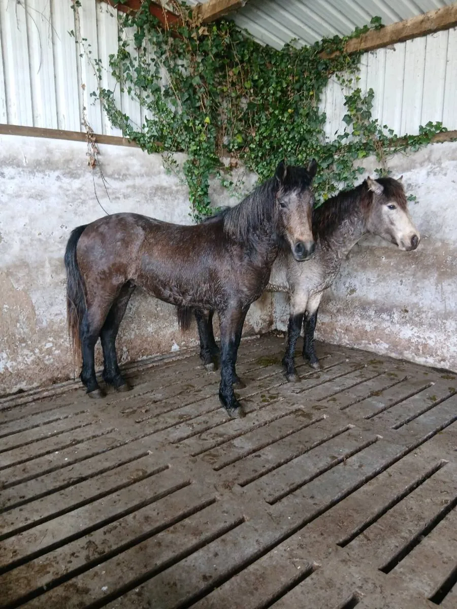 2 YEAR COLTS - Image 3