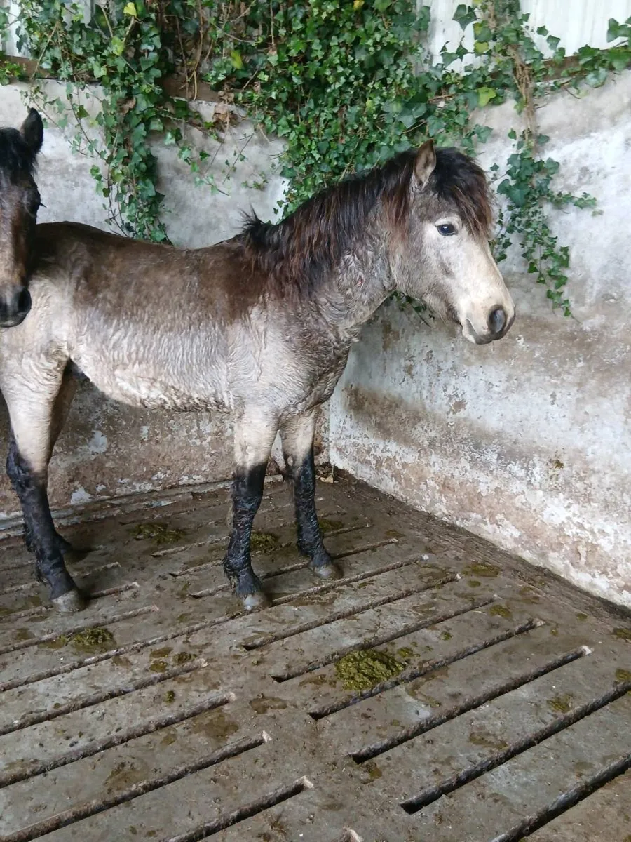 2 YEAR COLTS - Image 4