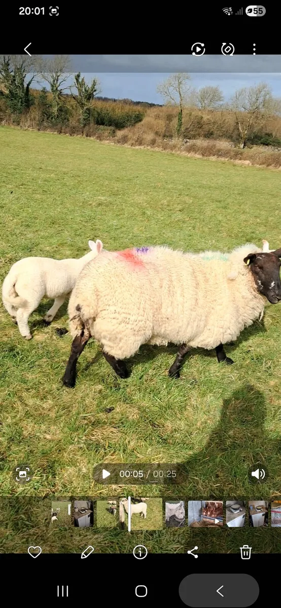 Ewes and lambs for sale - Image 1