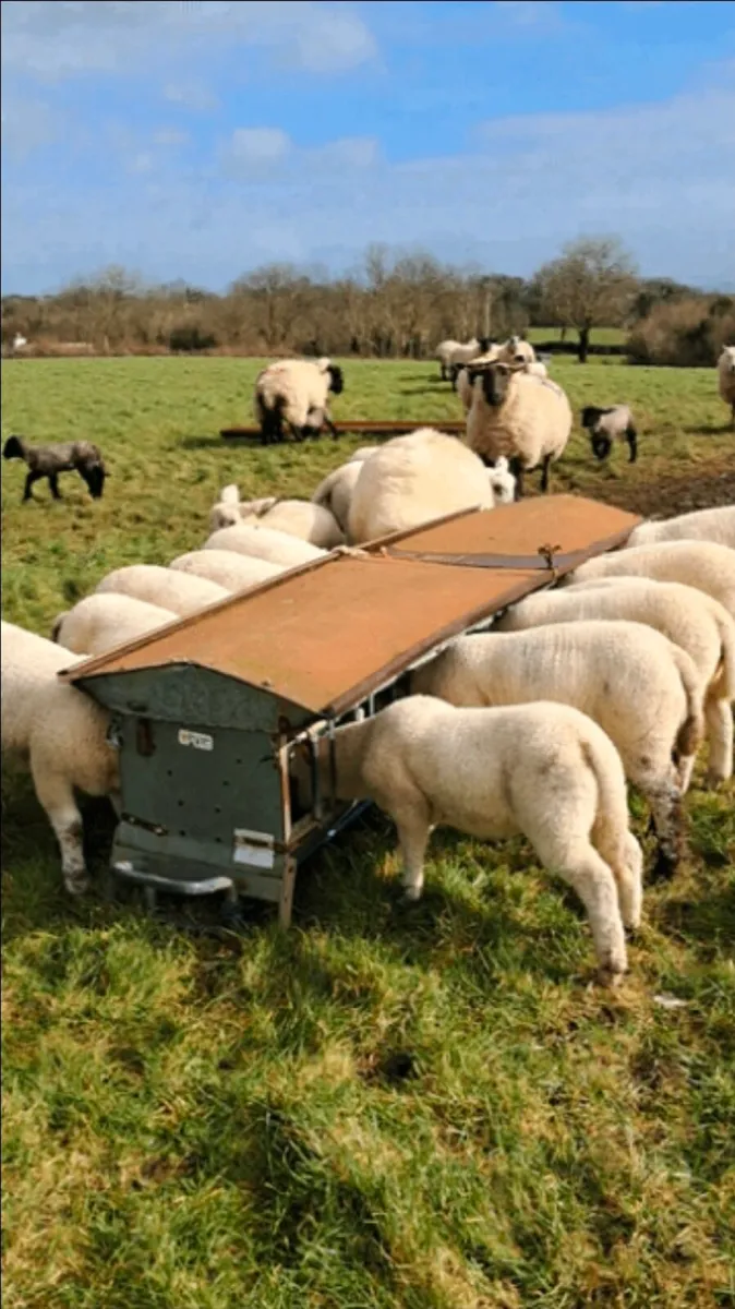 Ewes and lambs for sale - Image 2