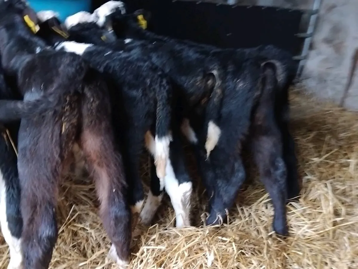 8 Quality Hereford Bull Calves - Image 3