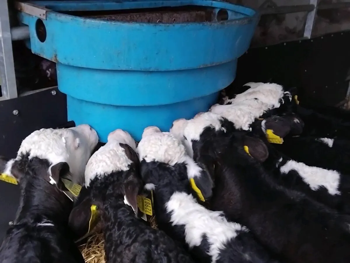8 Quality Hereford Bull Calves - Image 4