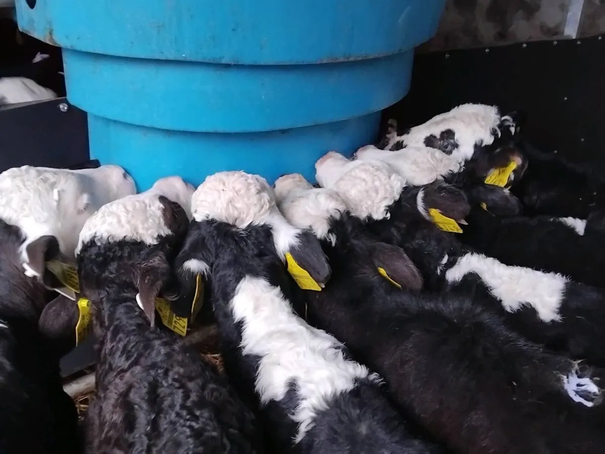 8 Quality Hereford Bull Calves - Image 1