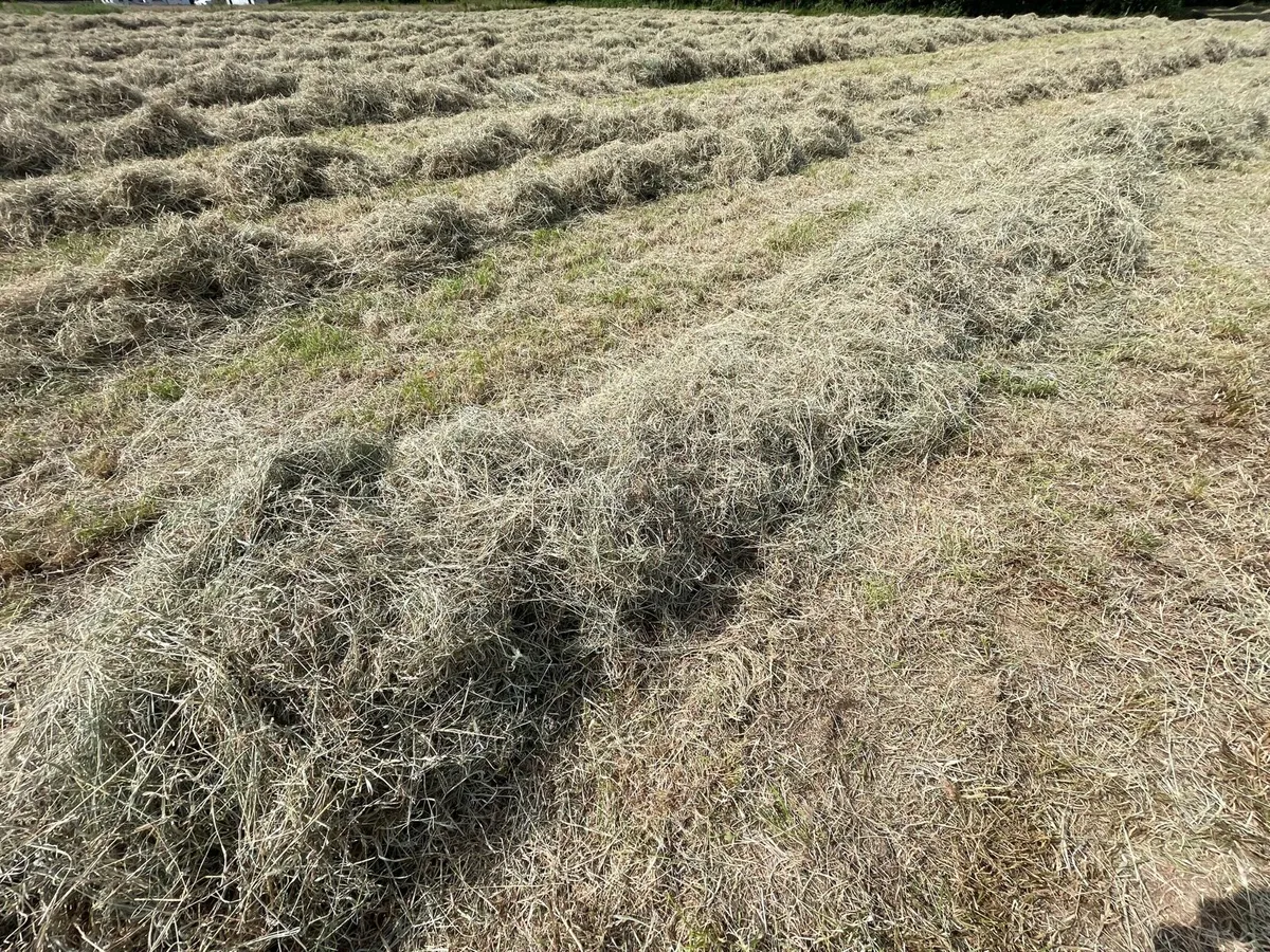 Square bales of hay - Image 4