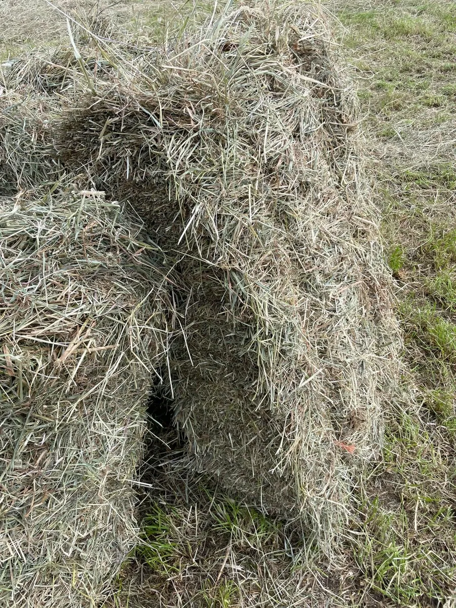 Square bales of hay - Image 1